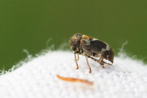 Ptinomorphus regalis